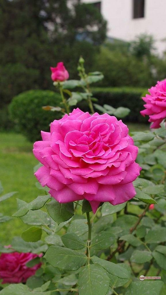 3300+ Beautiful Rose Flowers Image | Rose Flower HD Pic Download | 392 beautiful pink roses -(18)