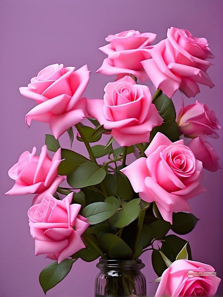 3300+ Beautiful Rose Flowers Image | Rose Flower HD Pic Download | 51 beautiful pink roses -(4)