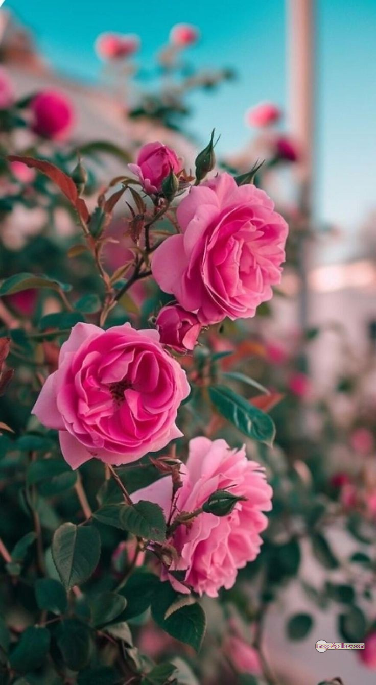 3300+ Beautiful Rose Flowers Image | Rose Flower HD Pic Download | 386 beautiful pink roses -(6)