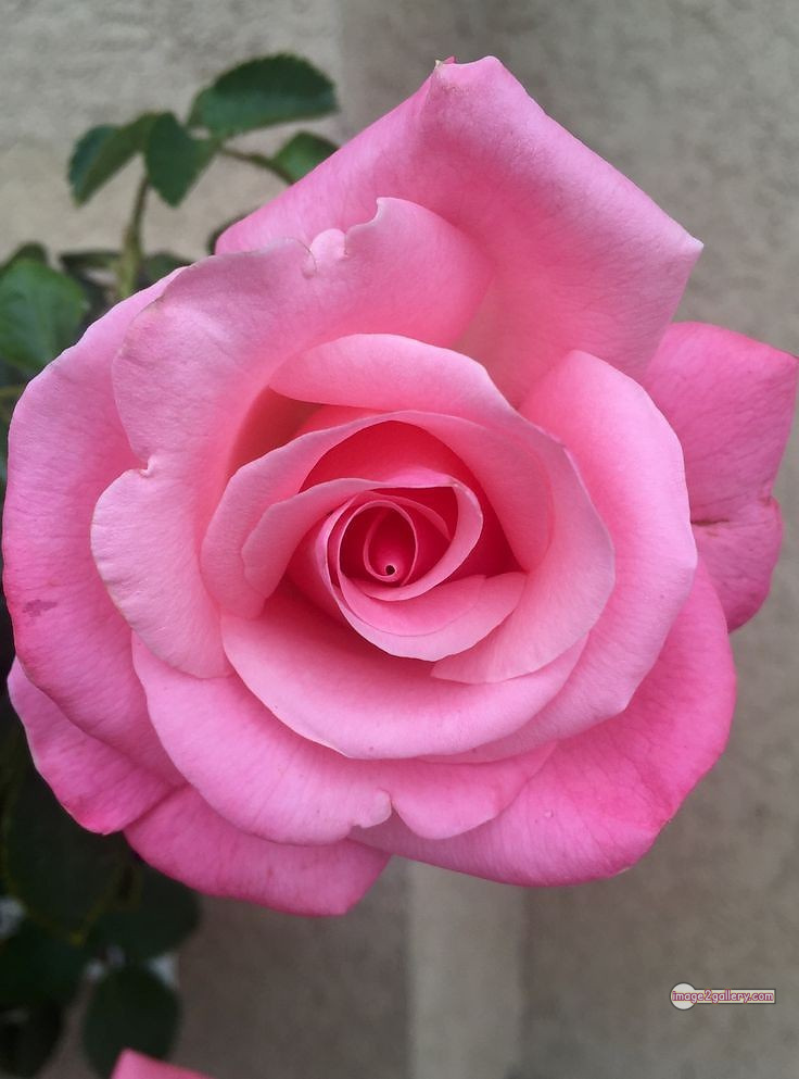 3300+ Beautiful Rose Flowers Image | Rose Flower HD Pic Download | 173 beautiful pink roses -(9)