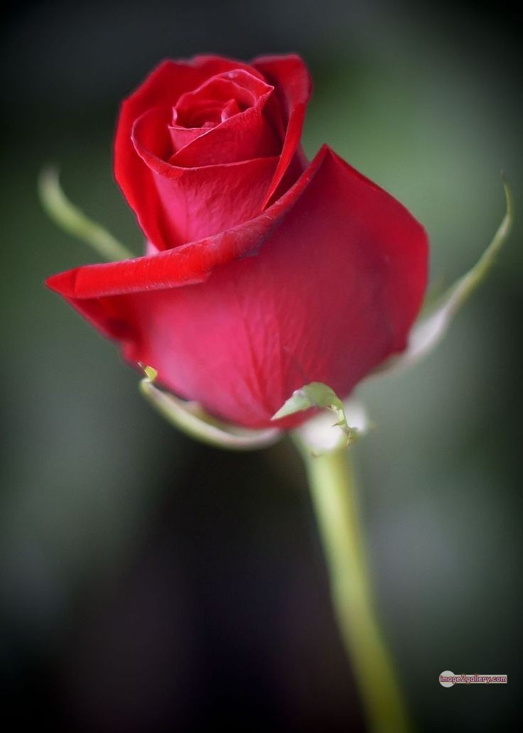 3300+ Beautiful Rose Flowers Image | Rose Flower HD Pic Download | 1493 beautiful red rose photo -(10)