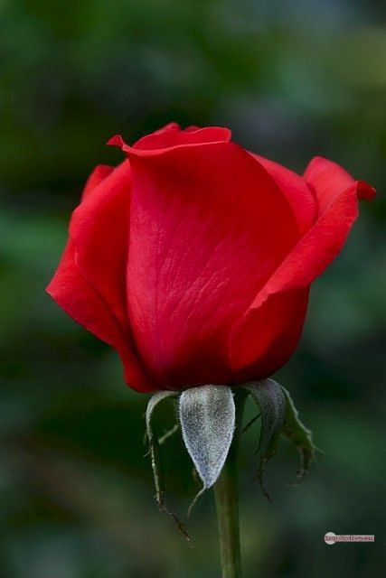 3300+ Beautiful Rose Flowers Image | Rose Flower HD Pic Download | 1238 beautiful red rose photo -(11)