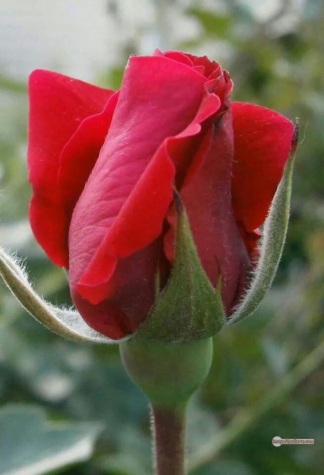 3300+ Beautiful Rose Flowers Image | Rose Flower HD Pic Download | 872 beautiful red rose photo -(13)