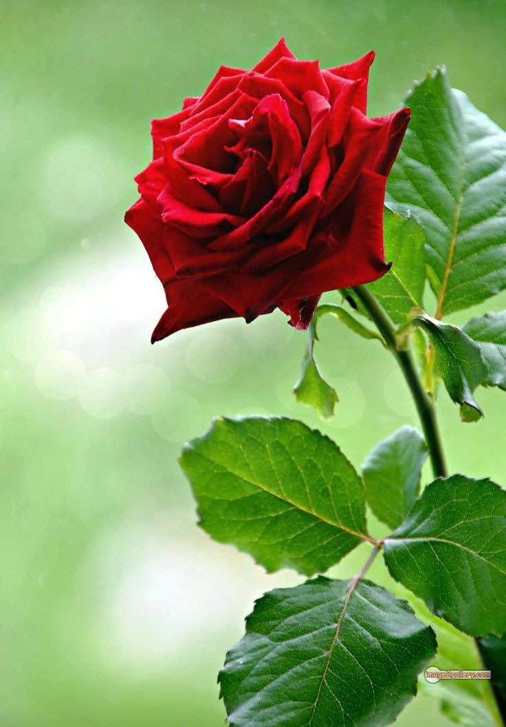 3300+ Beautiful Rose Flowers Image | Rose Flower HD Pic Download | 873 beautiful red rose photo -(5)