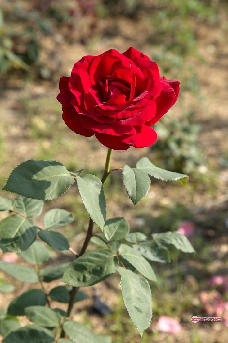 3300+ Beautiful Rose Flowers Image | Rose Flower HD Pic Download | 220 beautiful red rose photo -(6)