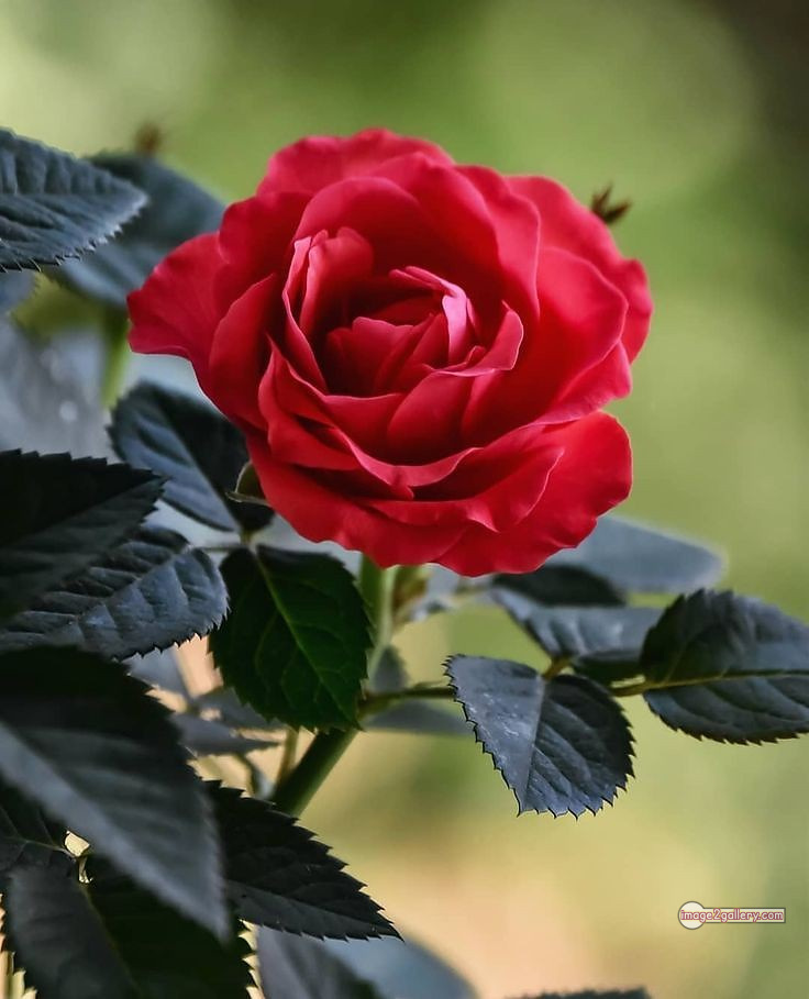 3300+ Beautiful Rose Flowers Image | Rose Flower HD Pic Download | 966 beautiful red rose photo -(7)
