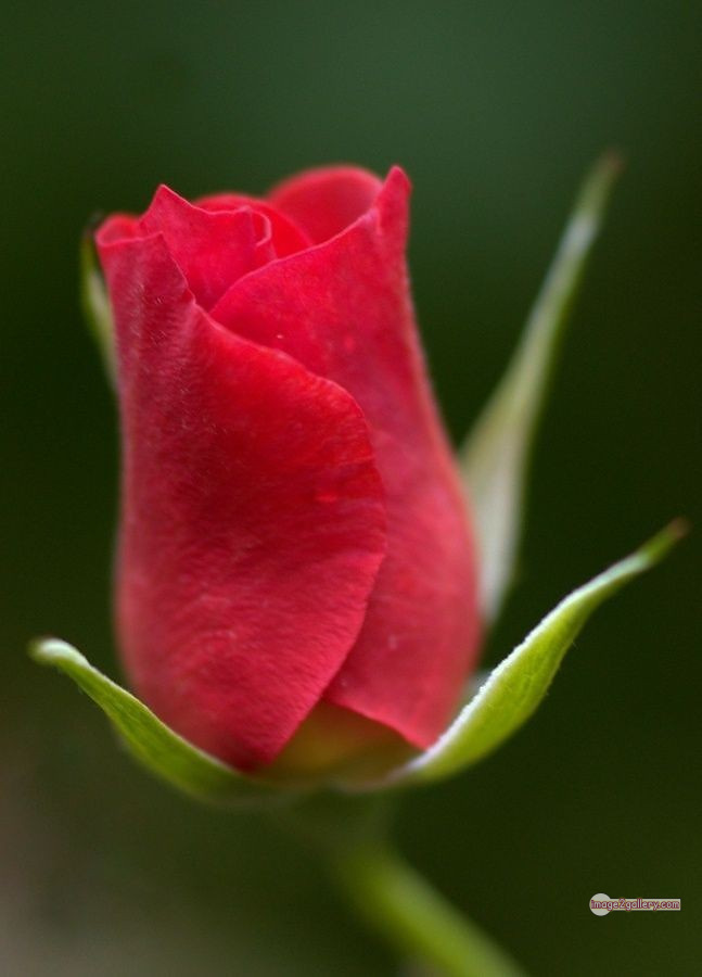 3300+ Beautiful Rose Flowers Image | Rose Flower HD Pic Download | 1277 beautiful red rose photo -(8)