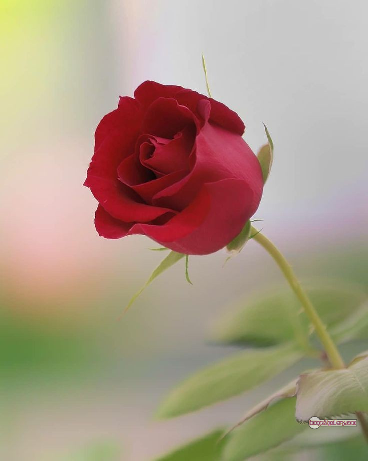 3300+ Beautiful Rose Flowers Image | Rose Flower HD Pic Download | 1419 beautiful red rose photo -(9)