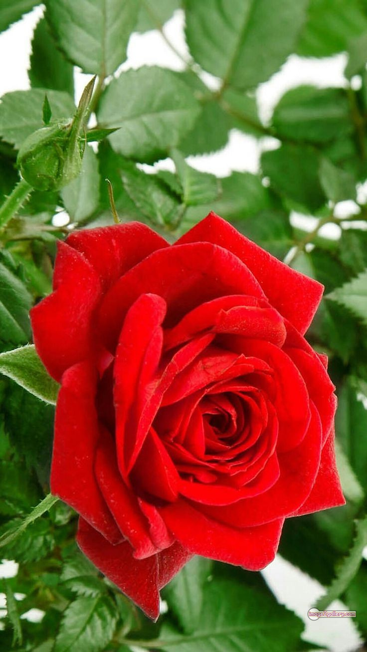 3300+ Beautiful Rose Flowers Image | Rose Flower HD Pic Download | 2905 beautiful red roses -