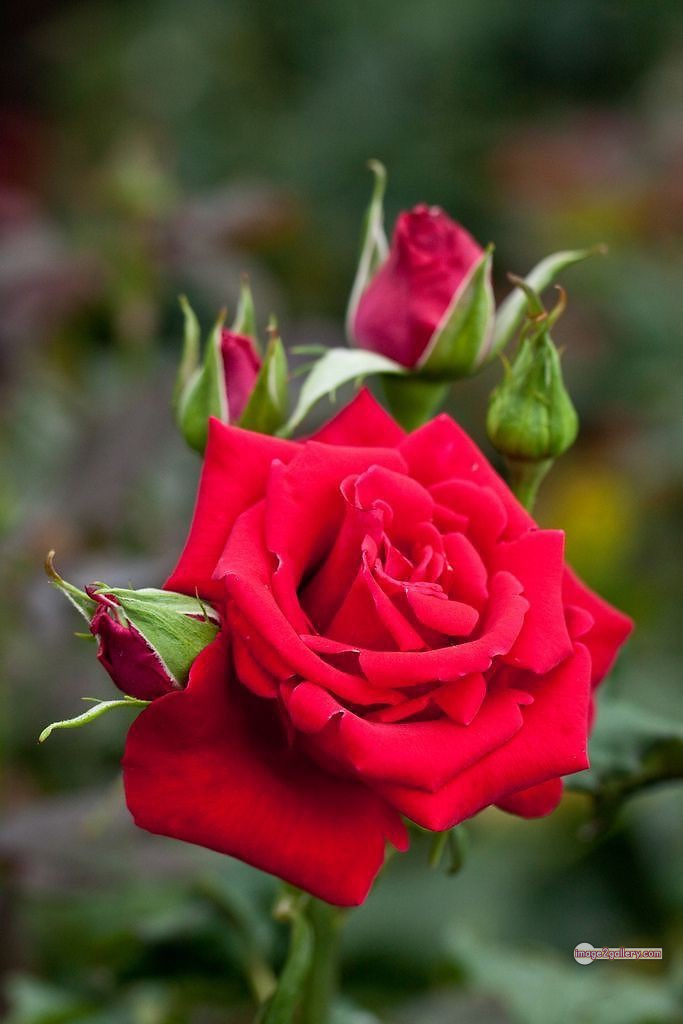 3300+ Beautiful Rose Flowers Image | Rose Flower HD Pic Download | 1819 beautiful red roses -(10)