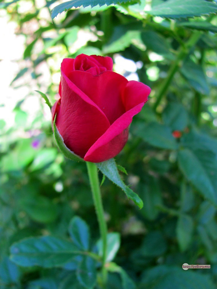 3300+ Beautiful Rose Flowers Image | Rose Flower HD Pic Download | 1644 beautiful red roses -(15)