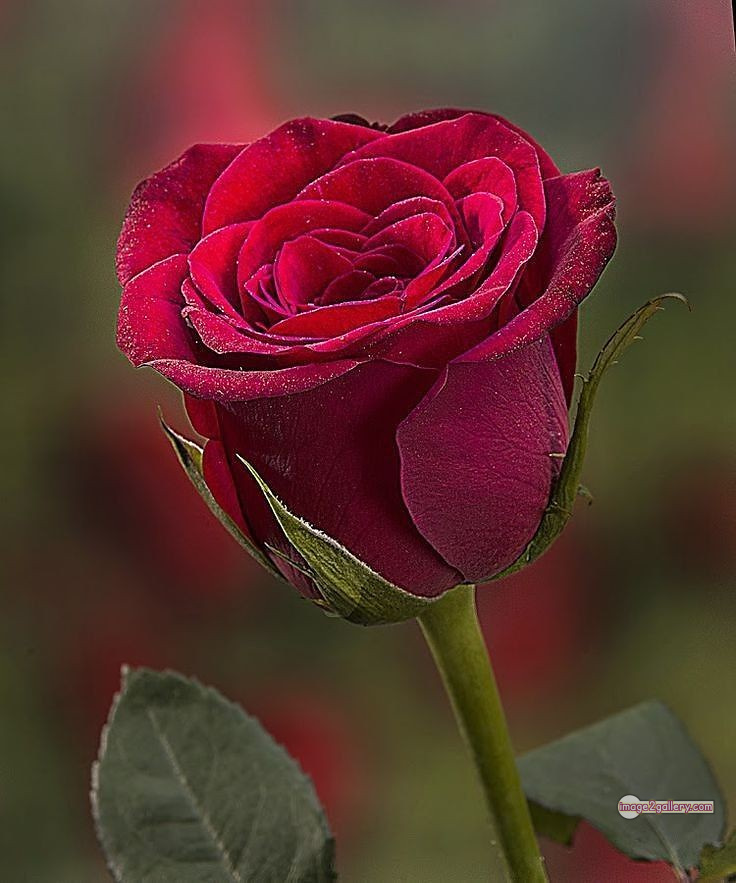 3300+ Beautiful Rose Flowers Image | Rose Flower HD Pic Download | 2961 beautiful red roses -(17)