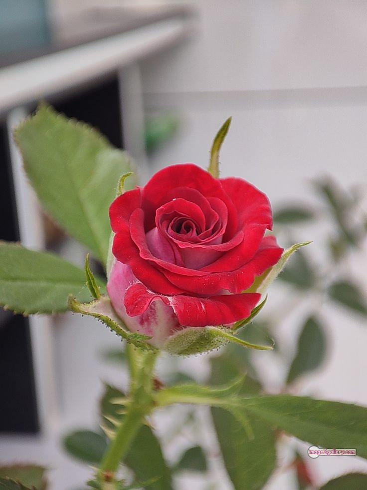 3300+ Beautiful Rose Flowers Image | Rose Flower HD Pic Download | 1770 beautiful red roses -(18)