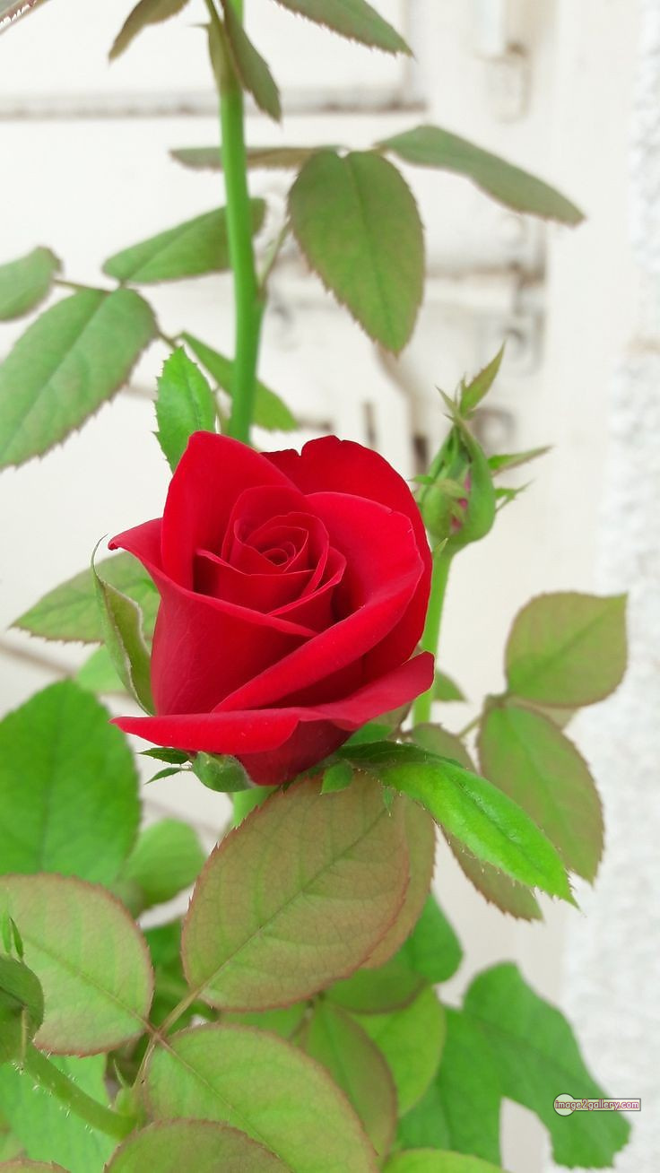 3300+ Beautiful Rose Flowers Image | Rose Flower HD Pic Download | 2965 beautiful red roses -(19)