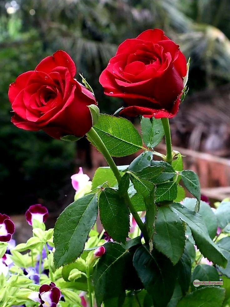 3300+ Beautiful Rose Flowers Image | Rose Flower HD Pic Download | 3012 beautiful red roses -(4)