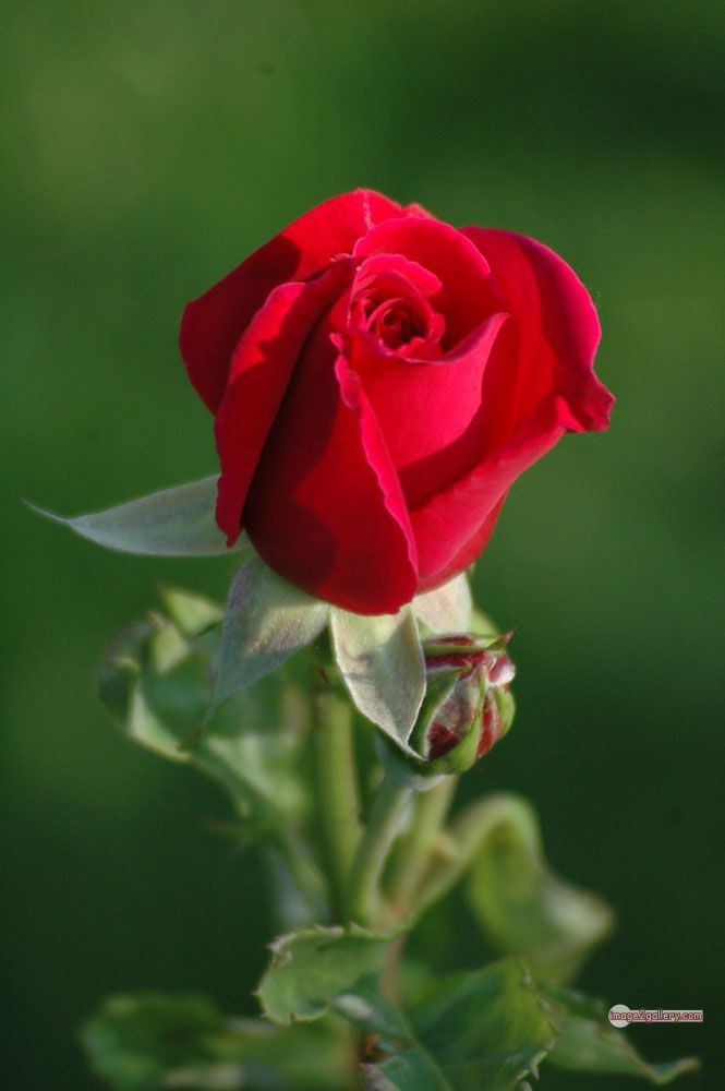 3300+ Beautiful Rose Flowers Image | Rose Flower HD Pic Download | 3008 beautiful red roses -(6)