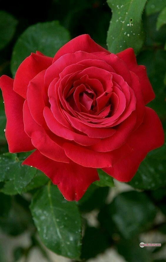 3300+ Beautiful Rose Flowers Image | Rose Flower HD Pic Download | 1646 beautiful red roses -(7)