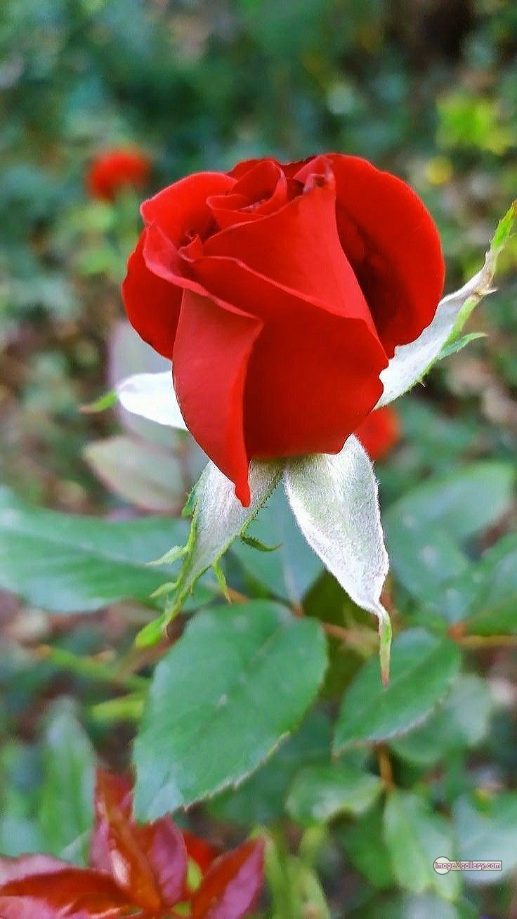 3300+ Beautiful Rose Flowers Image | Rose Flower HD Pic Download | 698 beautiful red roses -(8)
