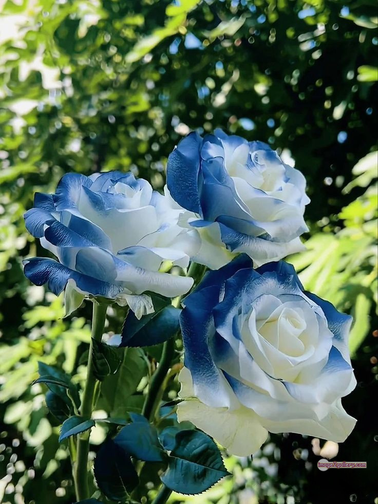 3300+ Beautiful Rose Flowers Image | Rose Flower HD Pic Download | 510 beautiful rose dp -