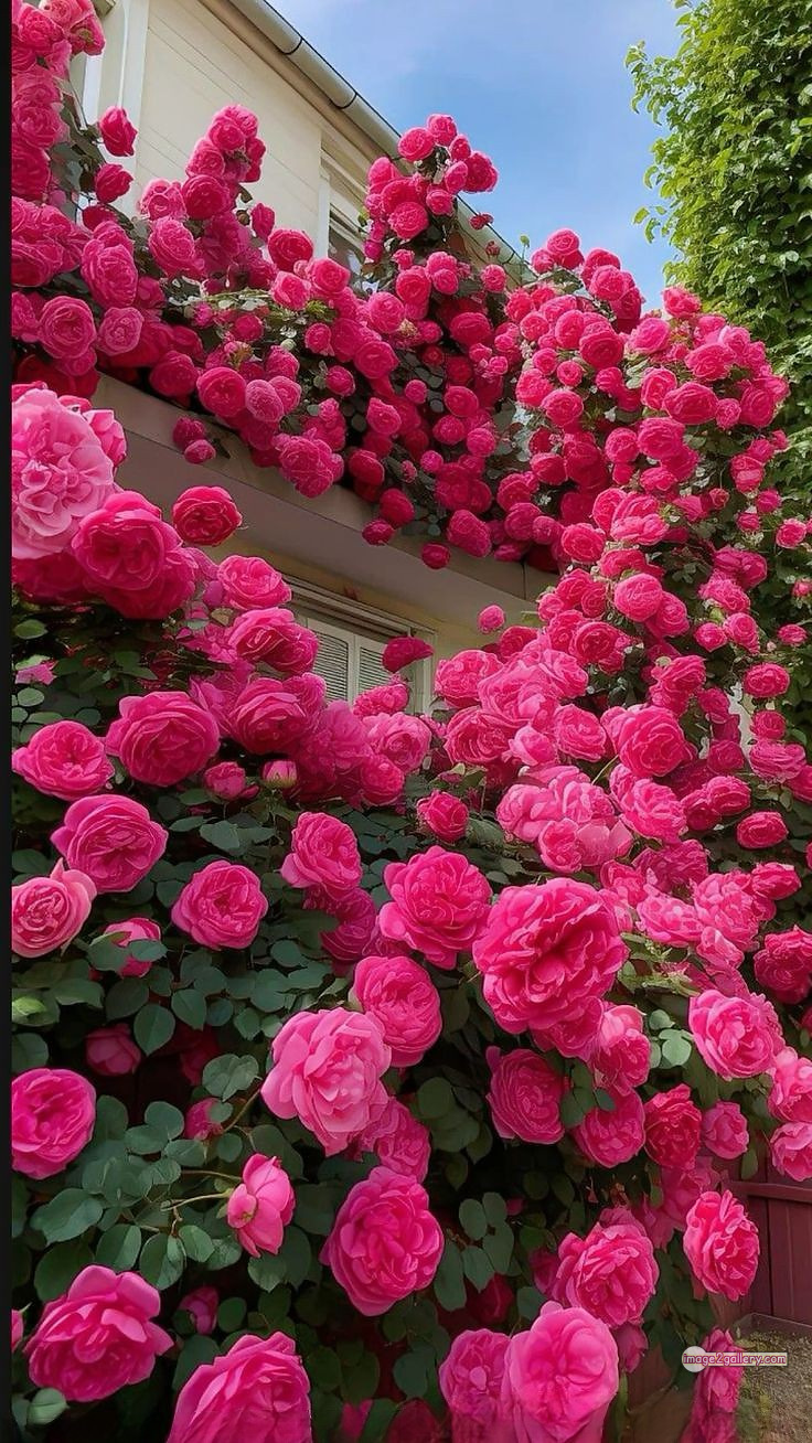 3300+ Beautiful Rose Flowers Image | Rose Flower HD Pic Download | 3158 beautiful rose dp 10 rose flower