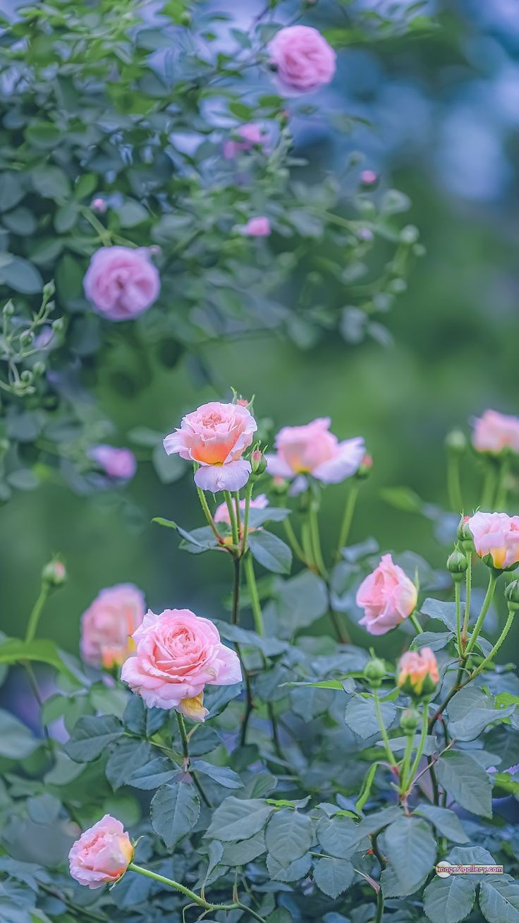 3300+ Beautiful Rose Flowers Image | Rose Flower HD Pic Download | 1217 beautiful rose dp -(11)