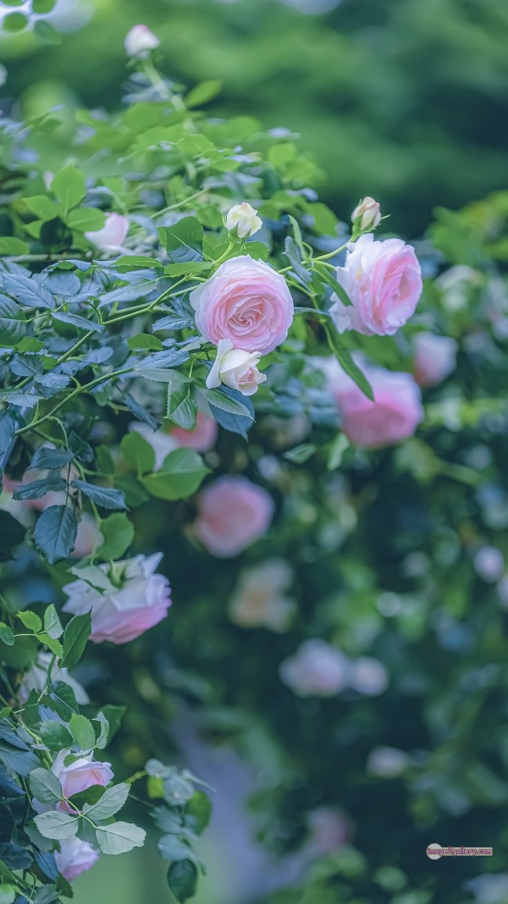 3300+ Beautiful Rose Flowers Image | Rose Flower HD Pic Download | 476 beautiful rose dp -(12)