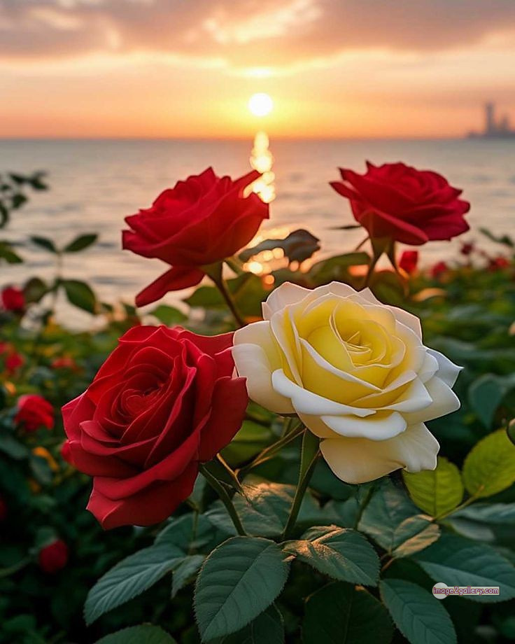 3300+ Beautiful Rose Flowers Image | Rose Flower HD Pic Download | 3162 beautiful rose dp -(16)