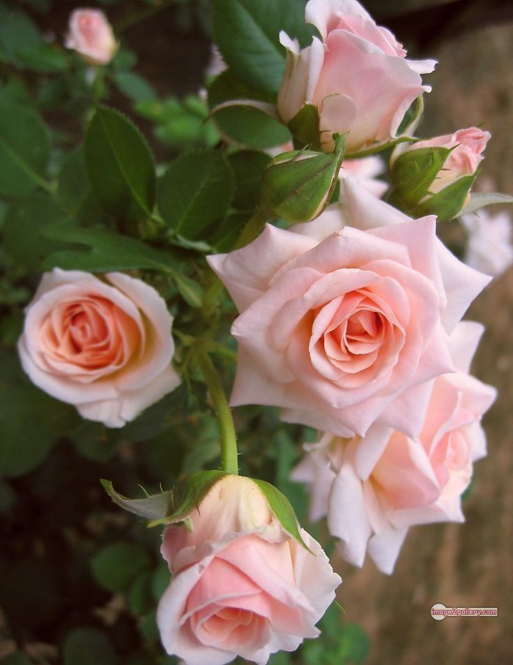 3300+ Beautiful Rose Flowers Image | Rose Flower HD Pic Download | 121 beautiful rose dp -(21)