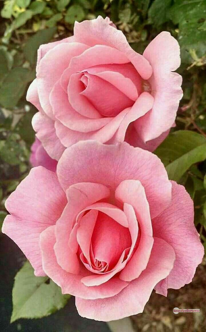 3300+ Beautiful Rose Flowers Image | Rose Flower HD Pic Download | 3160 beautiful rose dp -(22)