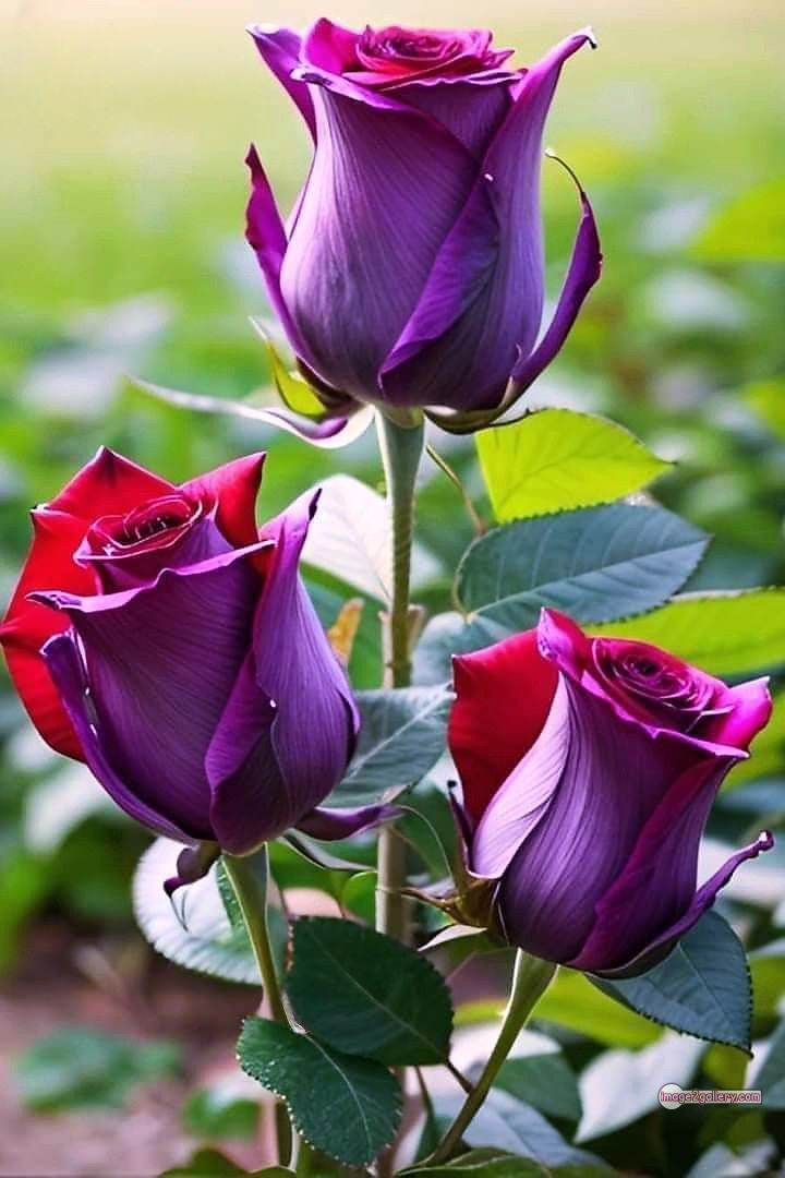 3300+ Beautiful Rose Flowers Image | Rose Flower HD Pic Download | 273 beautiful rose dp -(24)
