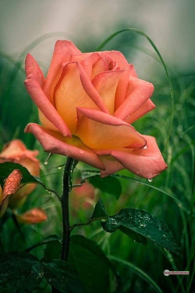 3300+ Beautiful Rose Flowers Image | Rose Flower HD Pic Download | 3171 beautiful rose dp -(34)