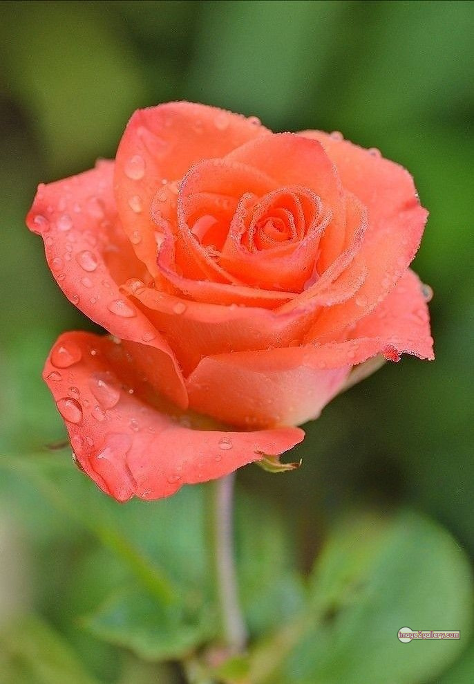 3300+ Beautiful Rose Flowers Image | Rose Flower HD Pic Download | 3174 beautiful rose dp 35 rose flower