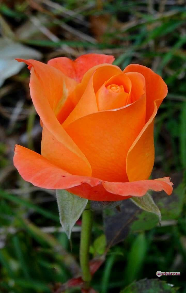 3300+ Beautiful Rose Flowers Image | Rose Flower HD Pic Download | 3173 beautiful rose dp -(36)
