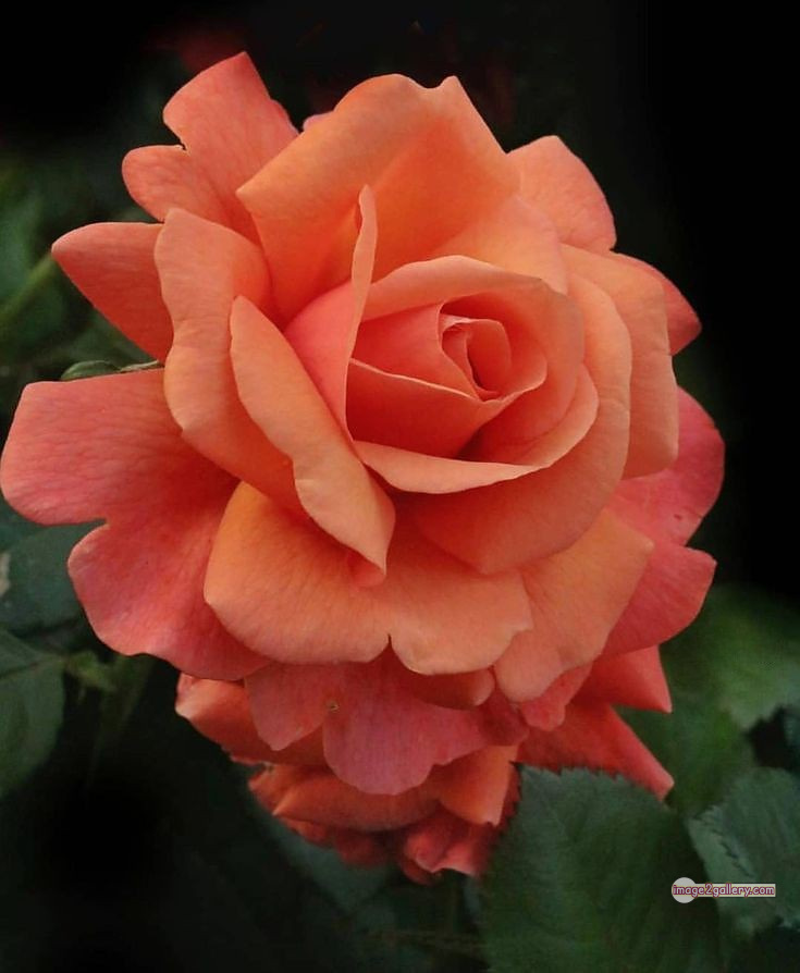 3300+ Beautiful Rose Flowers Image | Rose Flower HD Pic Download | 3188 beautiful rose dp -(39)