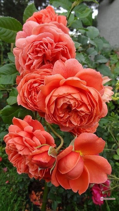 3300+ Beautiful Rose Flowers Image | Rose Flower HD Pic Download | 34 beautiful rose dp -(42)