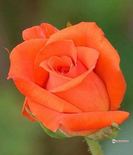 3300+ Beautiful Rose Flowers Image | Rose Flower HD Pic Download | 3179 beautiful rose dp -(43)