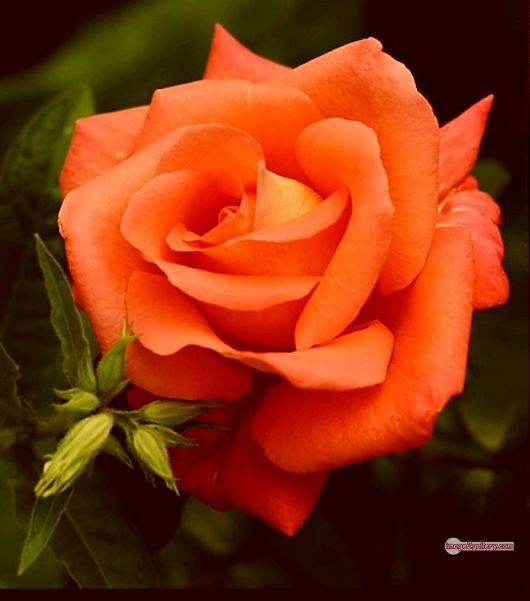 3300+ Beautiful Rose Flowers Image | Rose Flower HD Pic Download | 3184 beautiful rose dp -(44)