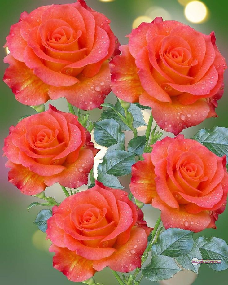 3300+ Beautiful Rose Flowers Image | Rose Flower HD Pic Download | 3181 beautiful rose dp -(49)