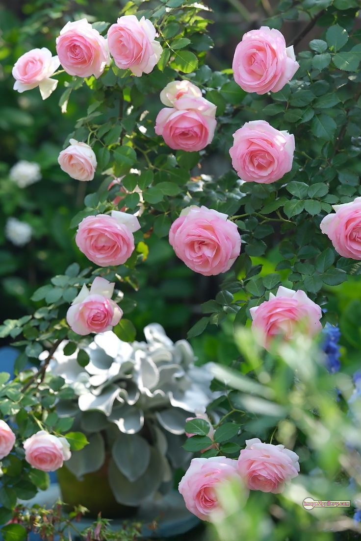 3300+ Beautiful Rose Flowers Image | Rose Flower HD Pic Download | 3157 beautiful rose dp -(5)