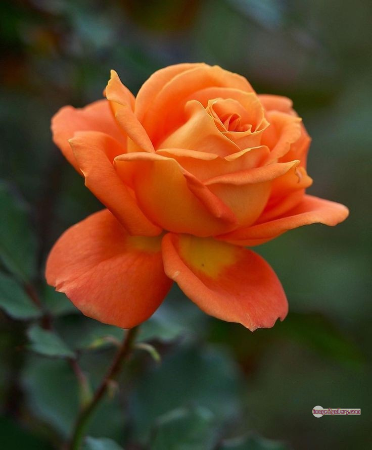 3300+ Beautiful Rose Flowers Image | Rose Flower HD Pic Download | 3178 beautiful rose dp -(50)