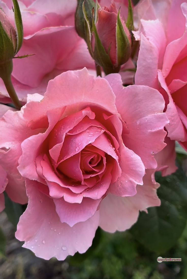 3300+ Beautiful Rose Flowers Image | Rose Flower HD Pic Download | 3182 beautiful rose dp -(52)