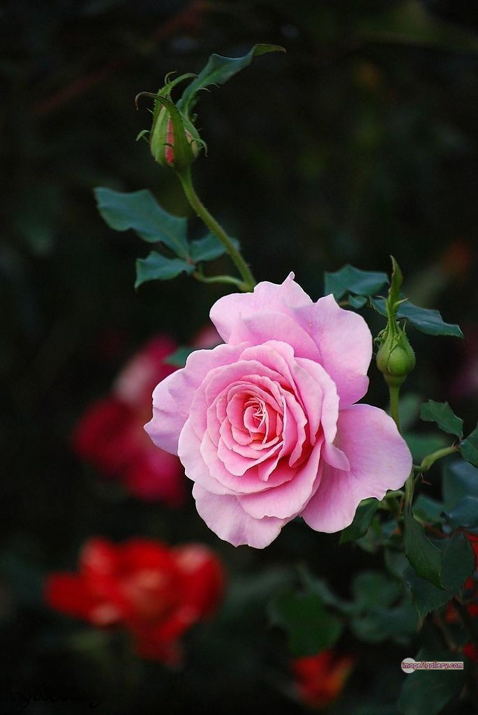 3300+ Beautiful Rose Flowers Image | Rose Flower HD Pic Download | 3175 beautiful rose dp -(54)