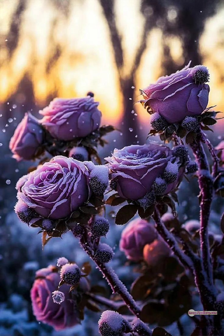 3300+ Beautiful Rose Flowers Image | Rose Flower HD Pic Download | 36 beautiful rose dp -(6)