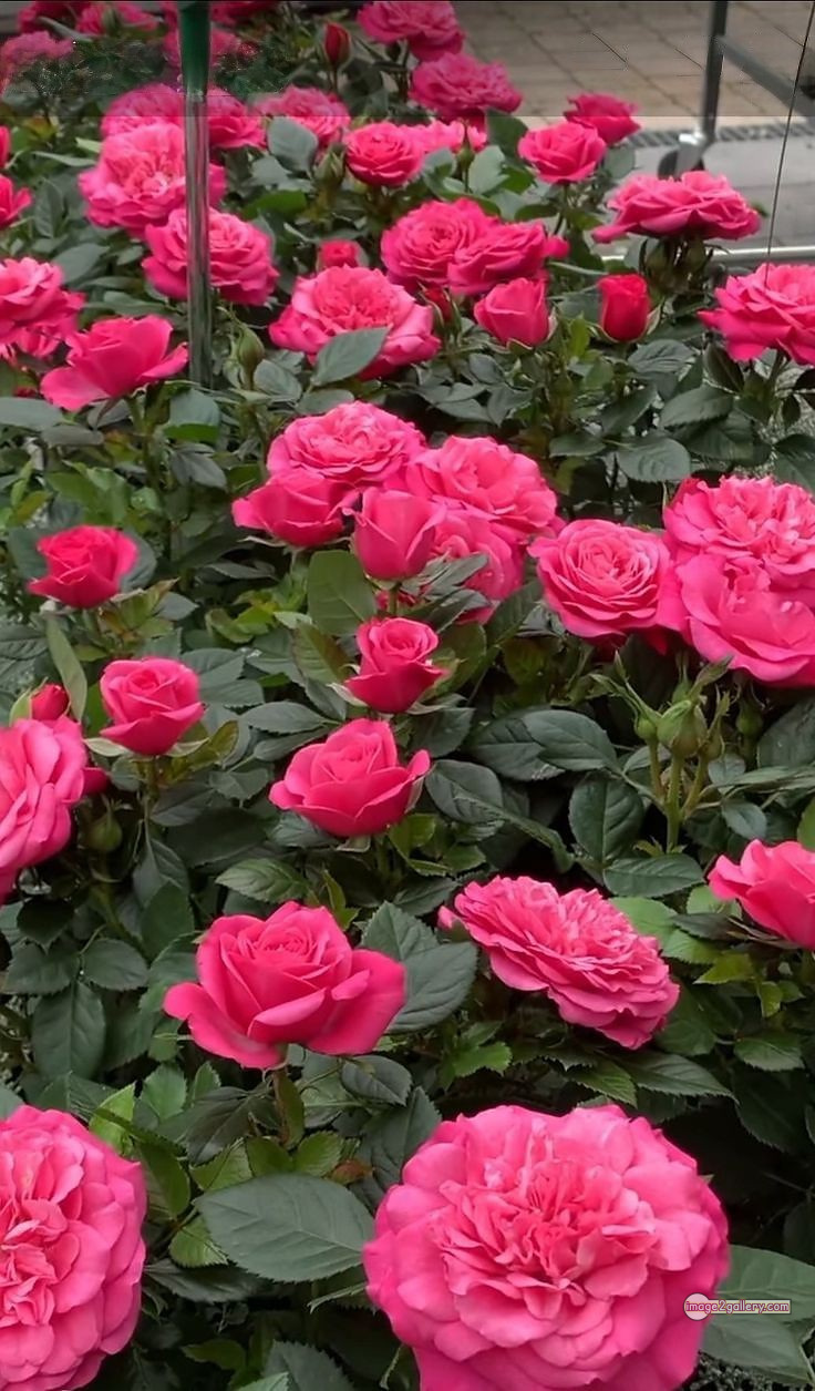 3300+ Beautiful Rose Flowers Image | Rose Flower HD Pic Download | 3163 beautiful rose dp 8 rose flower