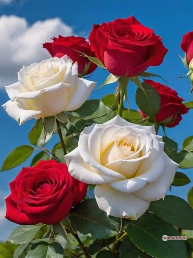 3300+ Beautiful Rose Flowers Image | Rose Flower HD Pic Download | 1213 beautiful rose flower dp -(10)