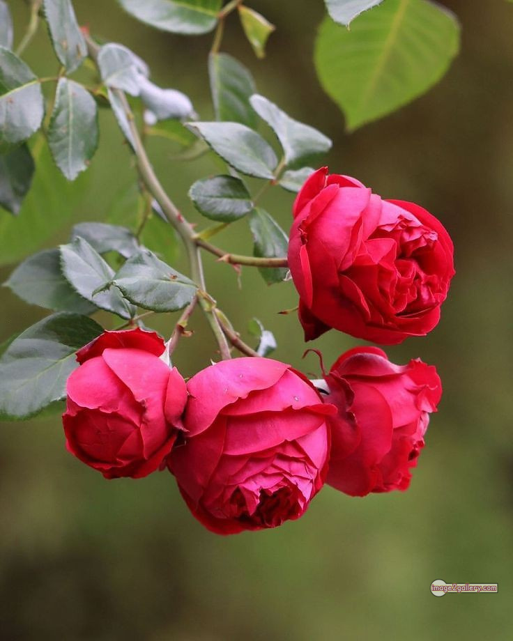 3300+ Beautiful Rose Flowers Image | Rose Flower HD Pic Download | 3149 beautiful rose flower dp -(13)