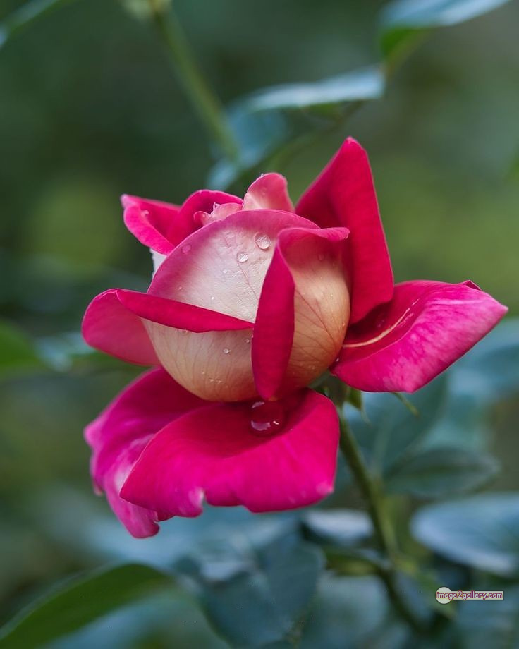 3300+ Beautiful Rose Flowers Image | Rose Flower HD Pic Download | 322 beautiful rose flower dp -(15)