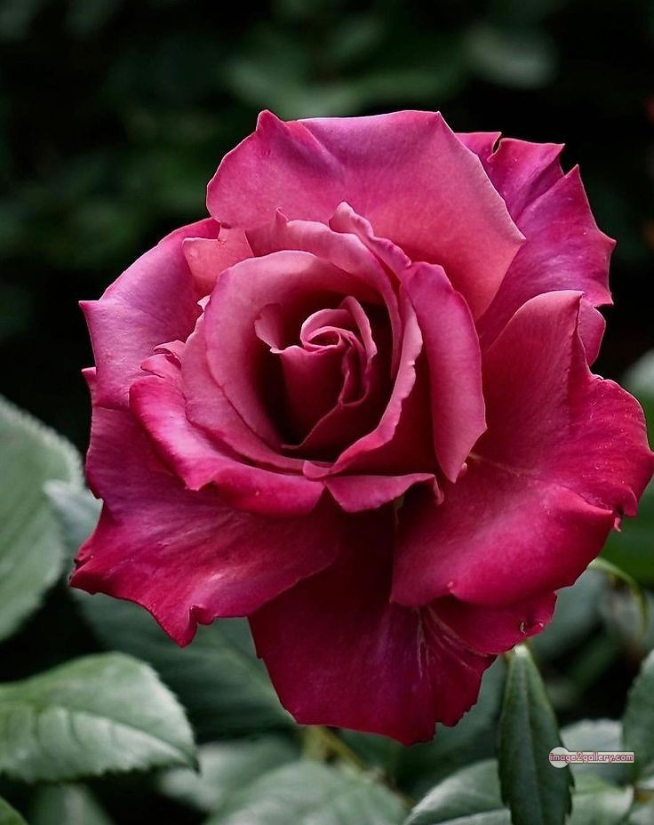 3300+ Beautiful Rose Flowers Image | Rose Flower HD Pic Download | 3152 beautiful rose flower dp -(17)