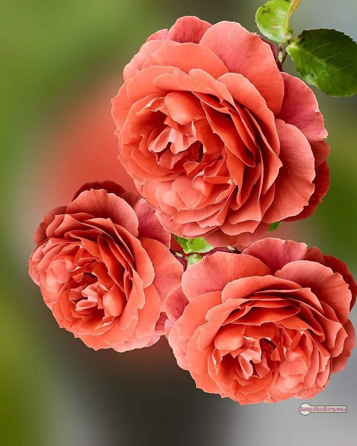 3300+ Beautiful Rose Flowers Image | Rose Flower HD Pic Download | 122 beautiful rose flower dp -(21)