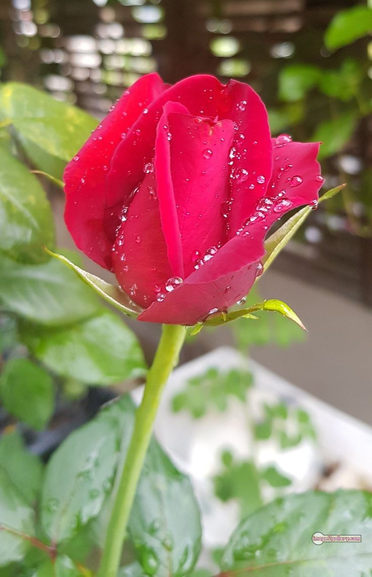 3300+ Beautiful Rose Flowers Image | Rose Flower HD Pic Download | 3150 beautiful rose flower dp -(23)